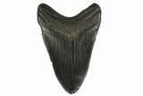 Fossil Megalodon Tooth - South Carolina #130796-1